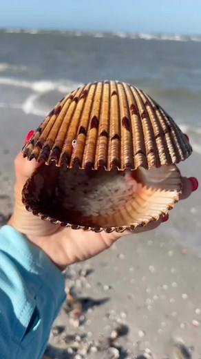 This is Amazing !! You are looking at a very large hinged Atlantic Cockle shell. The little white things inside of the cockle are Octopus eggs 🐙….Octopus only lay eggs one time …after that she will watch over her eggs until they hatch then she passes away . The reason she dies is because after she lays her eggs she stops eating and puts all of her energy into protecting her eggs . Sometimes before the eggs hatch the mom will pass away … after laying eggs sometimes starts to self mutilate by tea