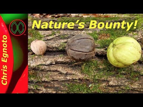 It's Time for Hickory Nuts!!