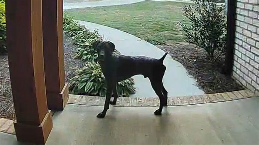 Ring camera captures neighbor's dog waiting to play with friend