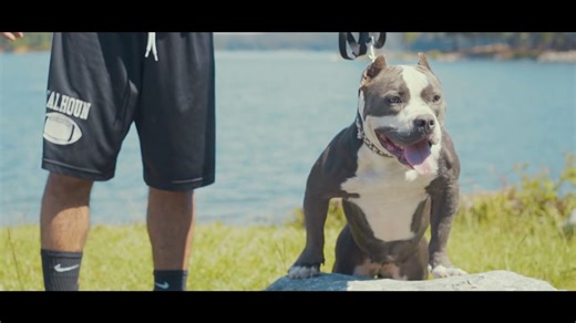 American bully China (fan submitted)