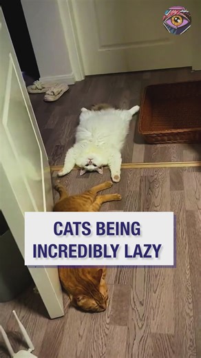 Cats being incredibly lazy | Bright Side