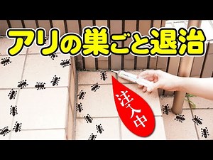 アルゼンチンアリ・イエヒメアリ・ヒアリを巣ごと駆除！！注射器型容器に入ったアリ用毒餌を働きアリが巣に持ち帰り有効成分が アリの幼虫・さなぎ・成虫、ズべての段階に効きます。