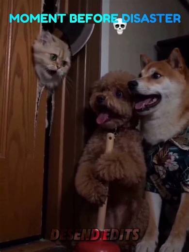 The cat broke down the door, but the dog outplayed him #troll