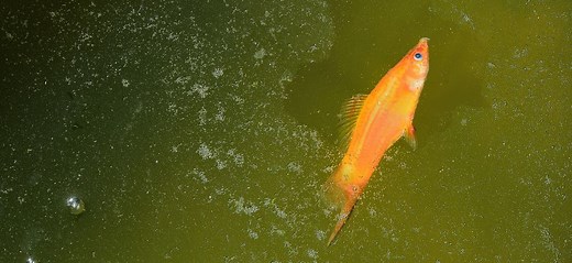 Why Are My Guppies Dying? - Know Why And How To Prevent them