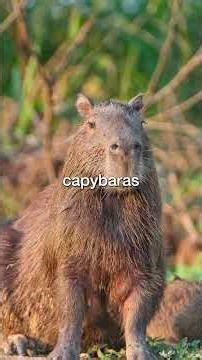 What if T rex Was Dropped Into The Modern Amazon?