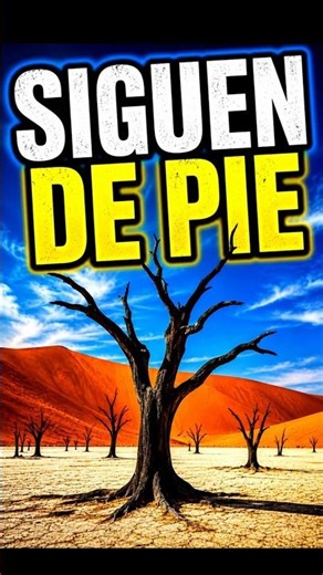 In Namibia there is a place where the trees never disappear