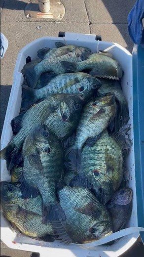 It’s that simple… #shellcracker #florida #floridafishing