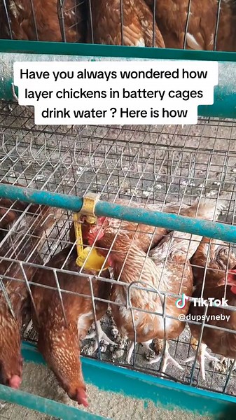 Importance of Water for Chickens in Battery Cages