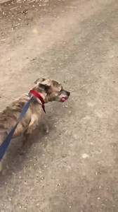 7.5K views · 262 reactions | He picked his own toy to take back for the night  Sully is just one of the Hottest 100 (days in care!) animals we are featuring this week. He is a quirky character who would make an amazing forever friend! Check out his profile in the comments below, as well as a few adorable pics that were taken on his recent out-of-shelter trip. He’s really working those model angles  ➡️ RON: R251000223 | RSPCA NSW | Facebook