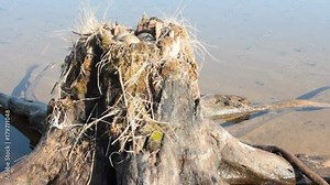 Guide bird nest for birdwatchers. Unusual way of nesting. Common gull made nest on top of stump in water Stock Video