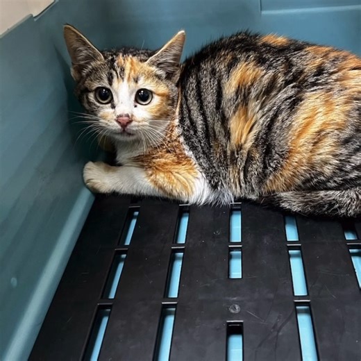 台中熱血中途之家 on Instagram: "📣 吳麗萍你好像搭丟賽，但我其實很漂亮 大家好，我先自首。 我現在看起來有點恰、有點兇、有點「你不要過來喔😾」。 但請你相信我—— 我不是壞，我只是還沒習慣這個世界。 明明長得很漂亮， 卻一開口就哈氣， 一轉身就炸毛， 完全是那種 「外表仙女，內心在警戒狀態」的貓。 我現在會緊張怕生 是因為我曾經不知道人類會不會傷害我 我用力撐著自己， 用兇巴巴的樣子，保護那顆其實很小、很害怕的心。 但你知道嗎？ 恰北北的我，不代表不能被愛。 只是需要一點時間， 一點空間， 還有一個願意慢慢等我的人。 我相信—— 當我適應了、安心了， 我會一天比一天進步， 一天比一天溫柔。 不是突然變成天使， 而是慢慢學會相信。 如果你能看懂這份「恰北北裡的脆弱」， 願意陪我走過適應期， 那我會把一輩子的忠誠與依賴， 都交到你手上。 📌四個月 三花妹妹 緊張怕生 蓋布可摸 (台中逢甲 免領養費用系列🙏) #1月份助養活動請私訊粉專 買貓砂也是助養方式之一 礦砂/豆腐砂 宅配免運費"