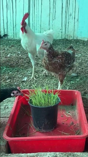 How to grow best feed for chickens at home | Grow fodder for chickens at home