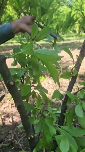 Boost Your Plum Harvest with Smart Pruning Techniques 🍑#Plum #PlumTreePruning #PruningTips