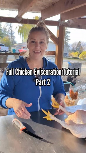 634K views · 14K reactions | Processing Chickens for the Freezer - Final Steps (Part 2) Full Evisceration. In the final video of our chicken processing series, we walk through the last steps of preparing our birds for the freezer. Shown respectfully, for education only. #farmlife #chickens #butcher #lifeskills | Mountain Spring Homestead | Facebook