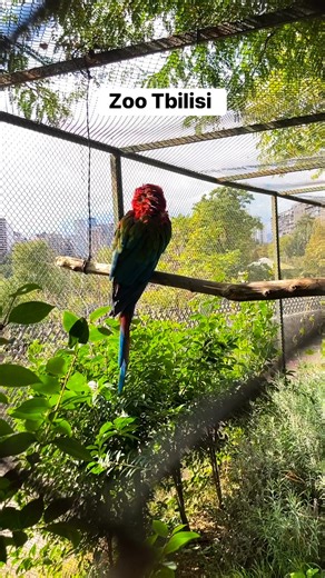 Zoo Tbilisi #tbilisi #TbilisiRealEstate #tbilisigeorgia #tbilisievents #tbilisirent #TbilisiApartments #Georgia | Julia Predina Macrame