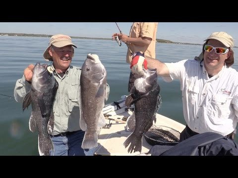 Drop Shot Rigging Jigging - The T-Drop and Flexi-Jig Winning Combo