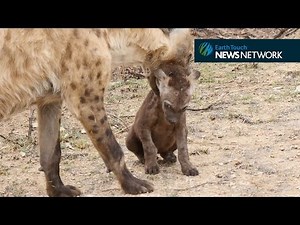 Hyena cub throws an adorable tantrum