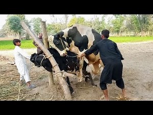 Bull & Cow Successful Natural Mating | Village Life Breeding Process