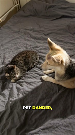 What Is a Mattress Encasement? 🛏️