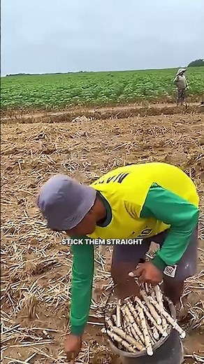 How Farmers GROW a Living Fence Out of Cassava!