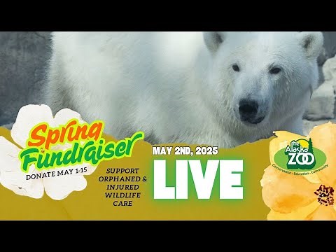 LIVE with Education Director Rich and the Alaska Zoo Polar Bears!