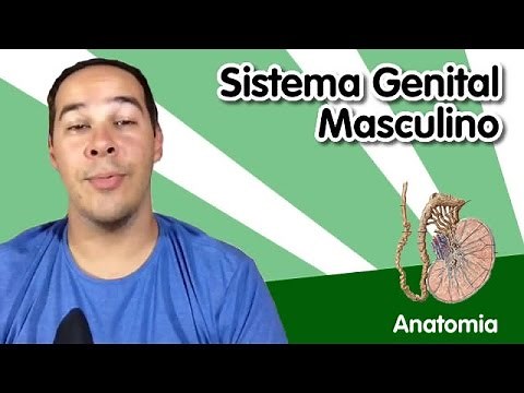 [Anatomia] Sistema Genital Masculino