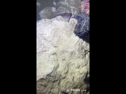 🔱 Spearfishing Live! Giant Fish Catching Underwater 🌊 2026-04-30