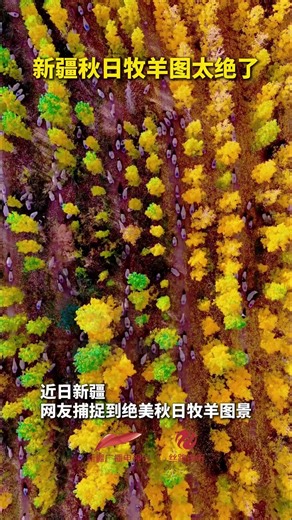Tourists recently caught some great shots of #autumn sheep grazing in China's Xinjiang! Flocks of #sheep wandered among golden trees, enjoying the natural beauty. #fyp #nature #ChinaTravel | 头上有犄角（xiaoqinglong）