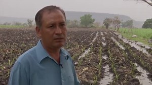 9M views · 12K reactions | Cultivo y Propiedades de la #Malanga (Taro) | Veracruz Agropecuario | Facebook