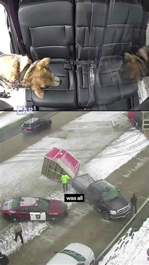 Nine sled dogs are recovering after a crash on a Minnesota interstate split their trailer in half. The incident occurred Saturday morning on icy Interstate 494 near Minnetonka as the Silent Run Adventures team was traveling for an event. The trailer, carrying the nine huskies, tipped over and separated after the driver hit a slick patch. Good Samaritans and first responders helped rescue the animals, one of whom briefly got loose before being secured. The dogs were examined by a veterinarian, ar