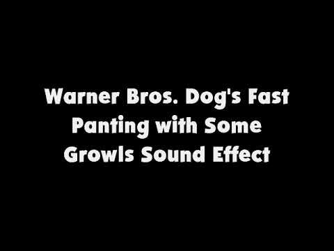 WB Dog's Fast Panting with Some Growls SFX