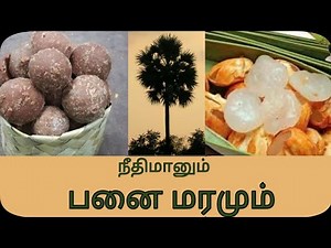 Palmyra tree in tamil | panai maram | பனை மரம் | நீதிமான்