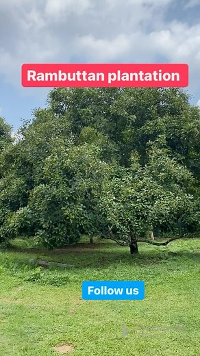 3.6K views · 61 reactions | Rambuttan plantation with Extra big trees.. #villagelife #kerala #plantation #farmlife | Mallu Farmer | Facebook