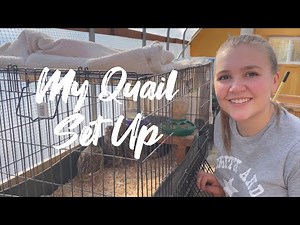 ~My Quail Set Up~ Cages, bedding, and feed