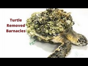 Turtle Barnacles Removed