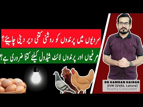 How Light Schedule Affects Growth, Eggs & Behavior in Poultry | Complete Light Program in Poultry