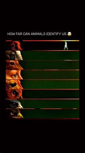 Technology | Facts | History on Instagram: "Eagles have some of the sharpest vision in the animal kingdom. Their eyes contain a far higher density of light-sensitive cells (photoreceptors) than humans, along with powerful focusing muscles that allow extreme clarity and depth perception. This gives eagles visual acuity estimated around 20/5, meaning they can see details from several kilometers away that humans would need to be much closer to notice. This extraordinary eyesight helps them track sm