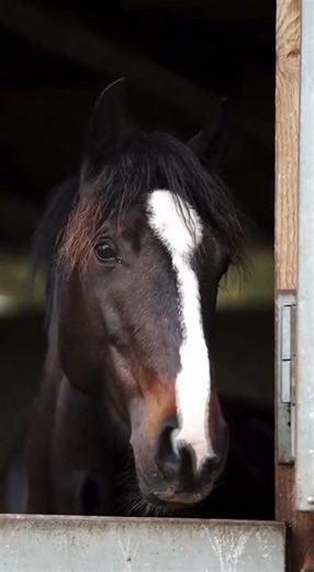 Animals looking sad. Realistic video #shortvideo #wildlife #animals #babyanimals