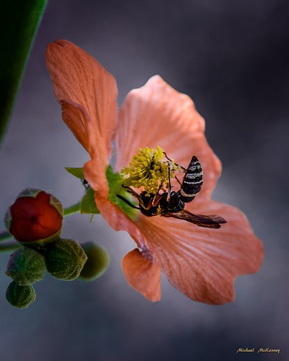 How to Grow a Drought-Resistant Desert Globemallow Plant