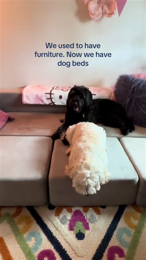 It’s their couch. We just pay the bills. 🐶