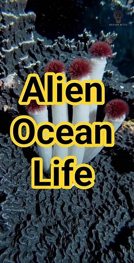 The Alien Ecosystem Hidden in the Deep Sea #nature #ocean #life #facts
