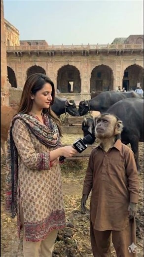 #StreetSyapa #YouTubeShorts #MonkeyGujjar #DesiComedy #PakistaniHumor