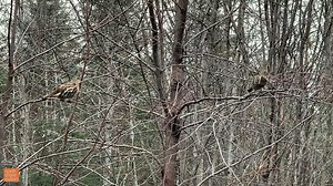 405K views · 5.3K reactions | A few grouse showed up for the holidays! We might be missing the snow, but local wildlife is having a great winter! | North Shore Visitor | Facebook