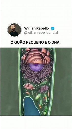 O tamanho de um DNA 🧬