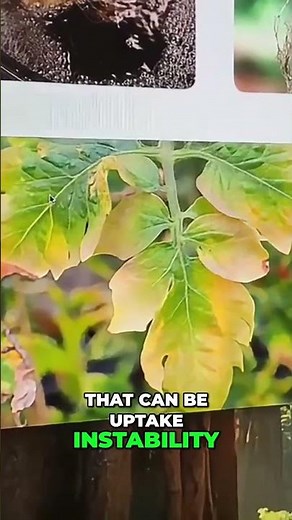 STOP Overcorrecting Your Plants: Excess vs. Deficiency Explained!