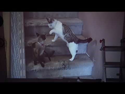 Vankyo Leisure 3W LED Video Projector Demo and Tear Down