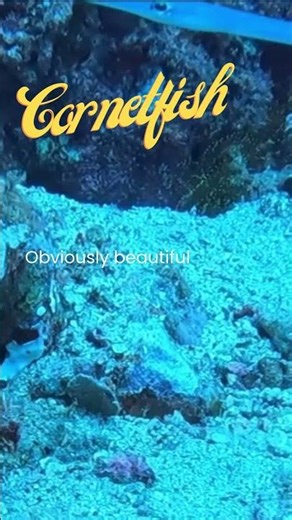 Cornetfish #fishofthephilippines #cornetfish #reeffish