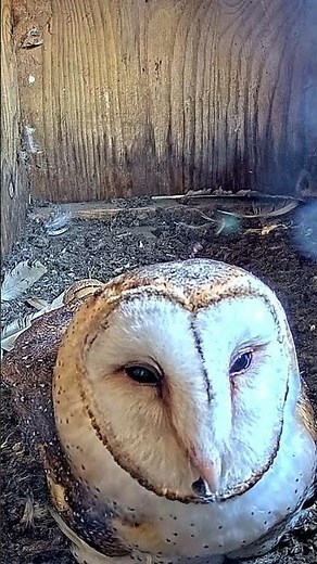 😍🦉 Barn Owl Takes Selfies! While Incubating Eggs – Caught Live on Cam!