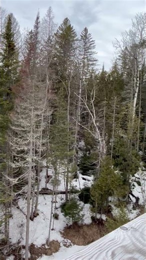 A Whistle from Canada! 🎺 #Vijay#TVK vs#DMK#vs#ADMK#2026 Election ThoughtsLaurentian Mountains Vlog#S