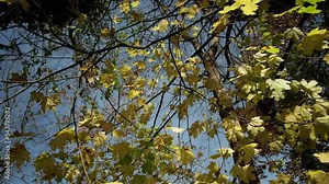 Late Autumn Leaves Timelapse through Tree Branches
